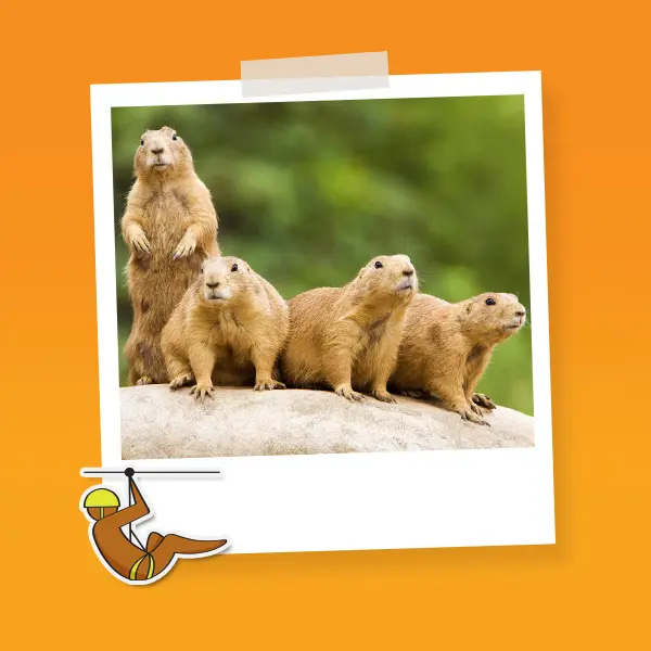 Combo Mana F Tirolesa