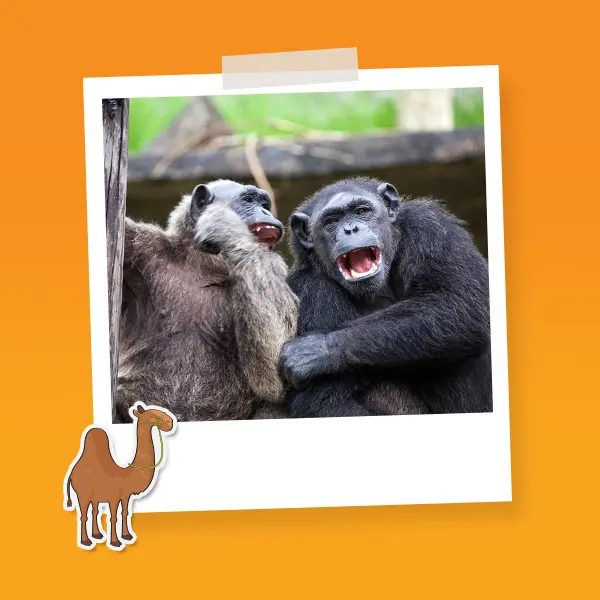 Combo Pareja F Paseo