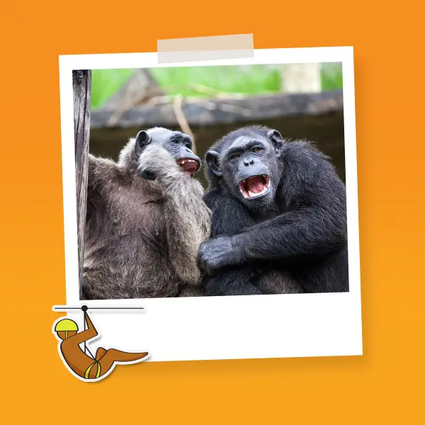 Combo Pareja F Tirolesa