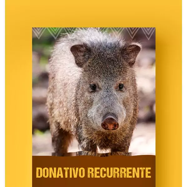 Me ZOOmo mensualmente con $100