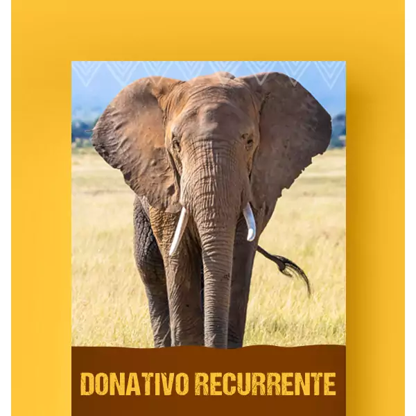 Me ZOOmo mensualmente con $2,000