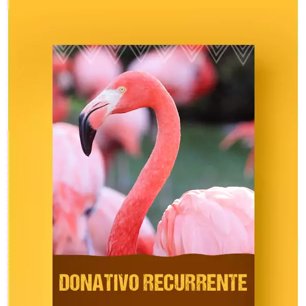 Me ZOOmo mensualmente con $300