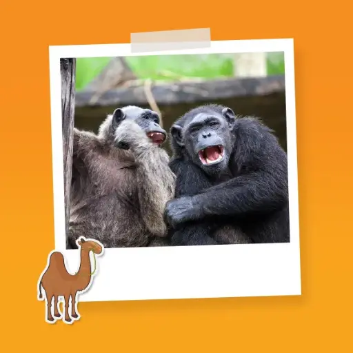 Combo Pareja F Paseo