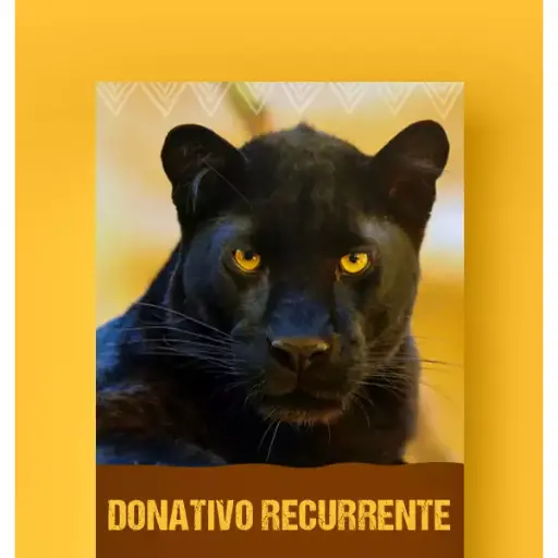 Me ZOOmo mensualmente con $1,000